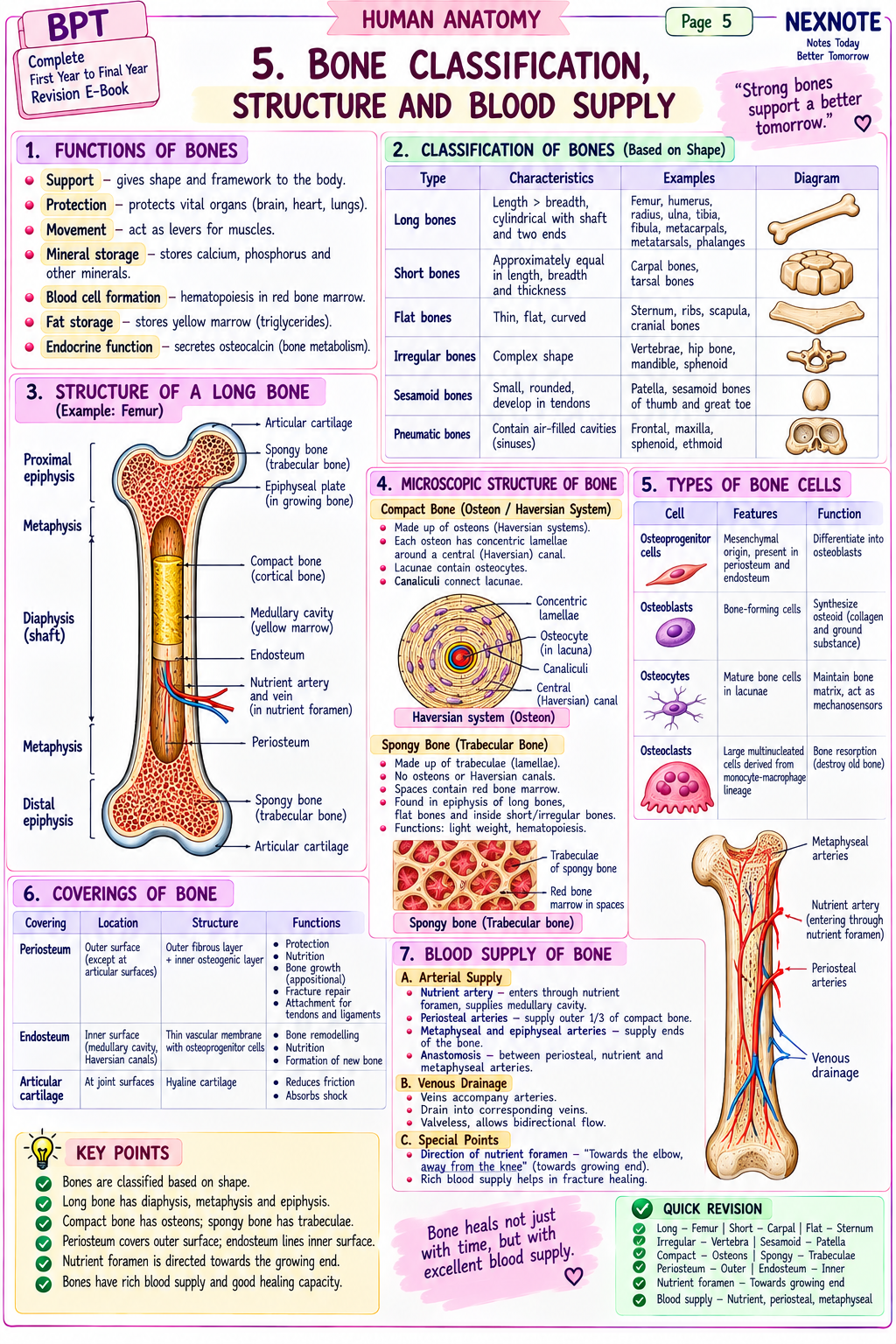 Bone Classification