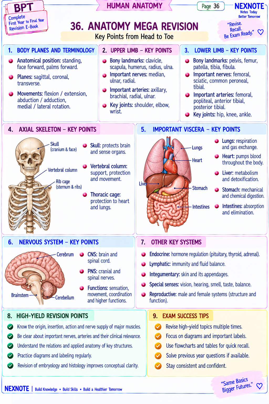 Anatomy Mega Revision